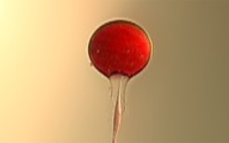 Fluids Putrid Publications